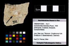 Foto (Objekt + Etikett) von Goniodromites bidentatus (Reuss, 1859)  (NHMW-GEO-1990-0041-0395)